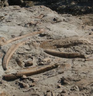 Bone Fossils in the Dinosaur Provincial Park