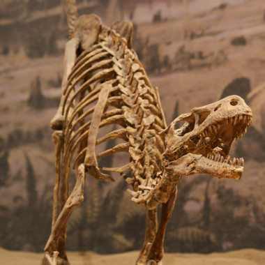 Dino skeleton in the Royal Tyrrell Museum