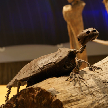 Turtle skeleton in the Royal Tyrrell Museum