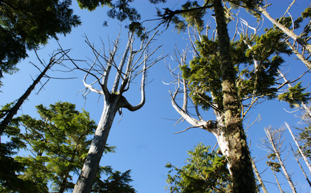 Trees in Wild Pacific Trail