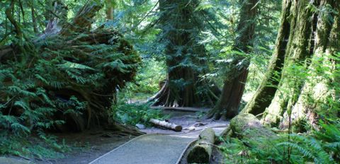 Cathedral Grove trail