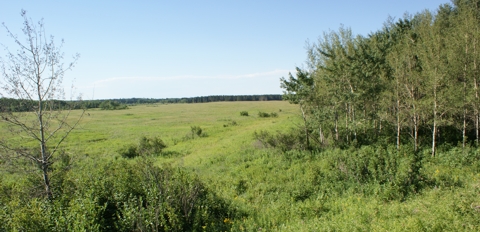 Bison Exhibit outlook