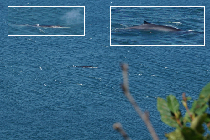 Whale watching from Thomas B. Munro Memorial Shoreline Nature Preserve 