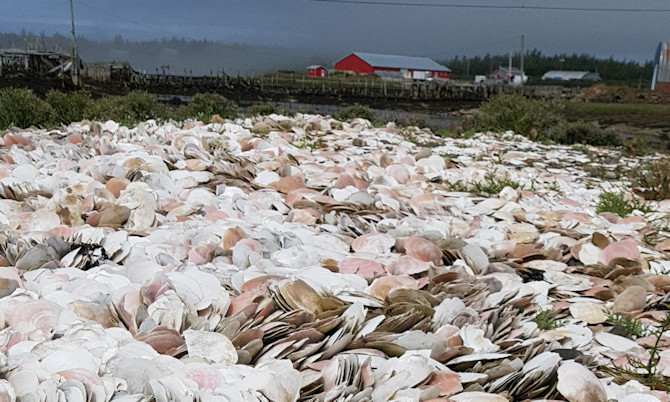 Shells on Ross Island