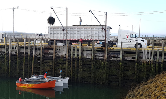 unloading Rock Weed in harbour