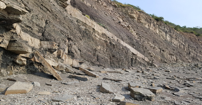 Joggins Fossil Cliff