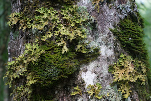 Cape Split moss