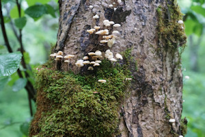 Cape Split fungi