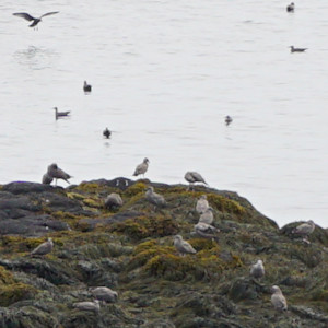 Seaguls at Brier Island