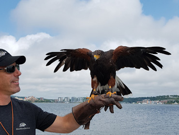 Halifax harbour falcon at work