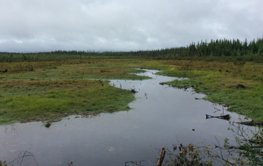 Bartlet Lake Road bog 