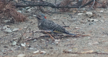 Barnet Lake Road northern flicker 