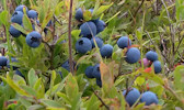 Blueberries 