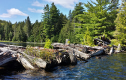 Cache Lake Train Trestle 