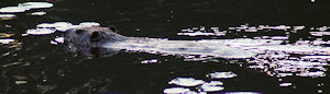 Beaver in Sausage Lake