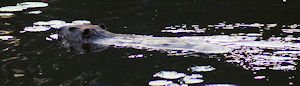 Beaver in Sausage Lake 