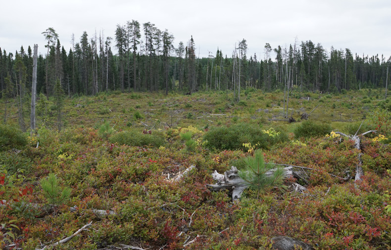 Blueberry field near Esker Lake PP