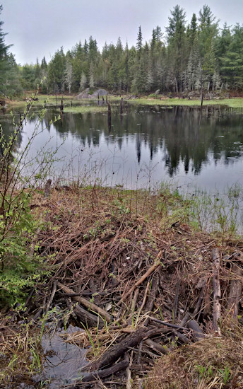 Beaver Dam on Rabbit Lake Road 