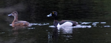 Ducks along Rabbit Lake Road