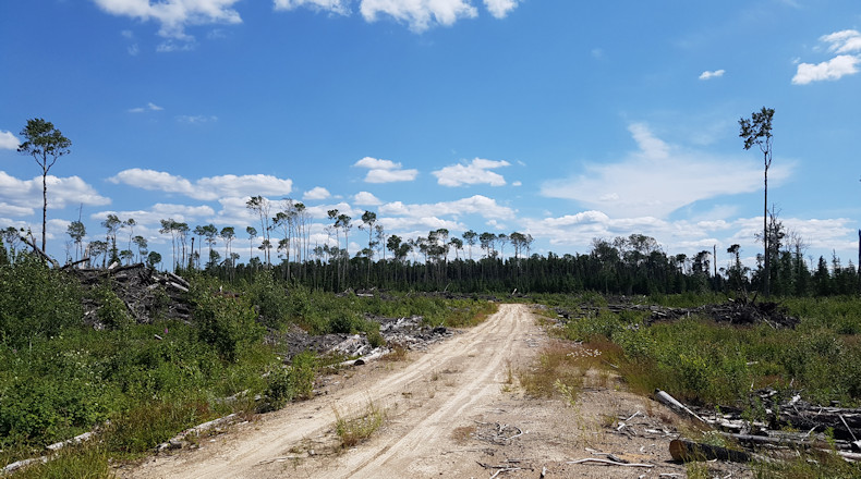 Logging Service Road 