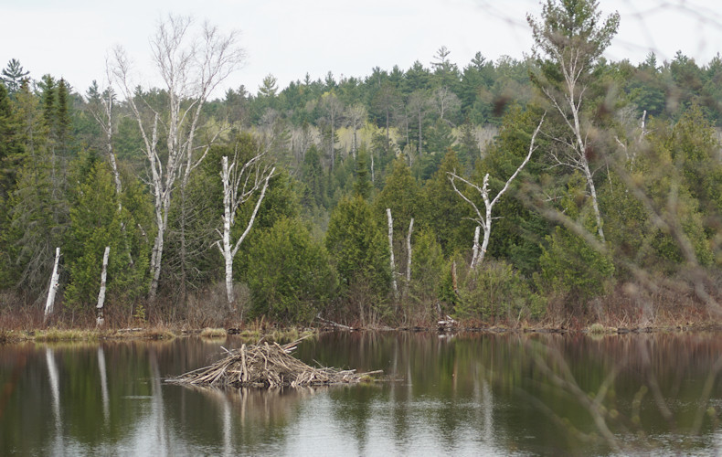 Beaver House along Red Squirrel Road 