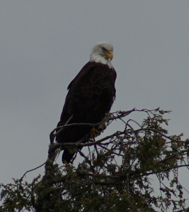 Eagel watching us