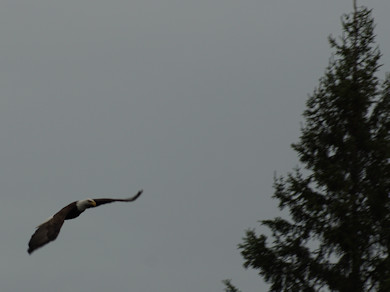 Eagle in flight