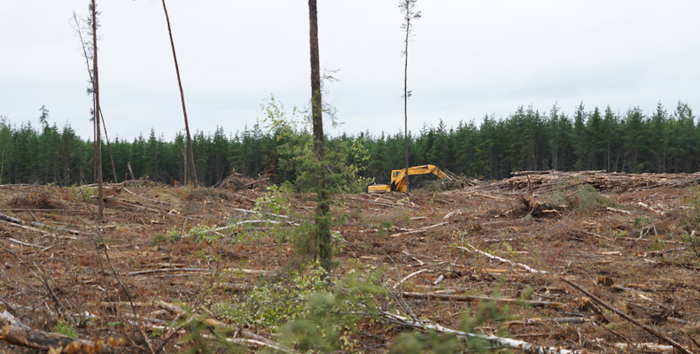 Forestry worker along ON 527 to Armstrong 