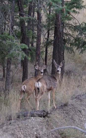 Two deer 