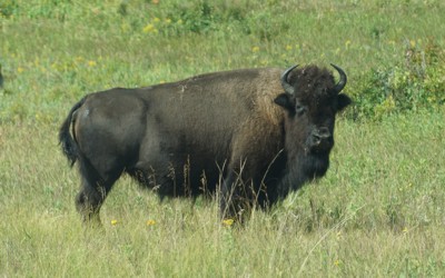 Bison 