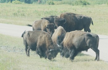 Bison herd