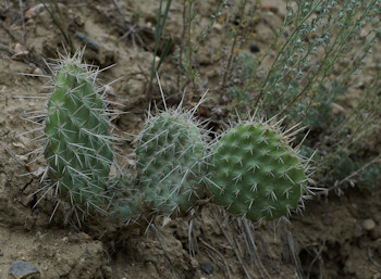 Saskatchewan Landing PP Cactus