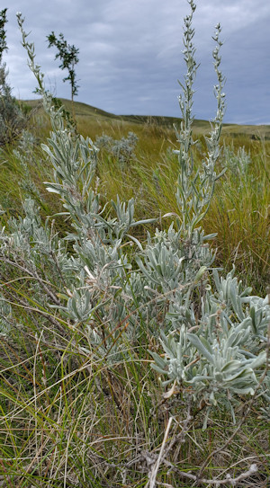 Saskatchewan Landing Provincial Park Wild Sage 