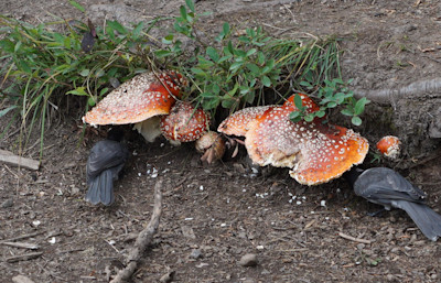Big mushrooms along the way 