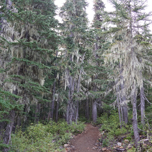 Cheakamus Lake trail up to Helm Creek