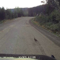 Standoff with grouse