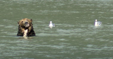 Bear in Bella Coola River