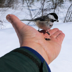 Chickadee feeding