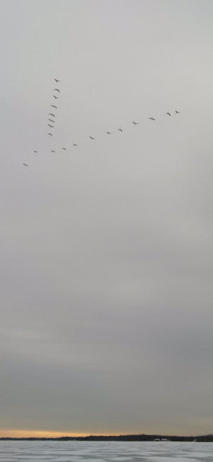 Birds flying overhead