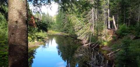 Along the Whiskey Rapids Trail