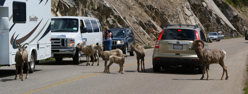 Bighorn Sheep