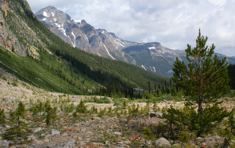 Hiking trail to the Cavell Clacier