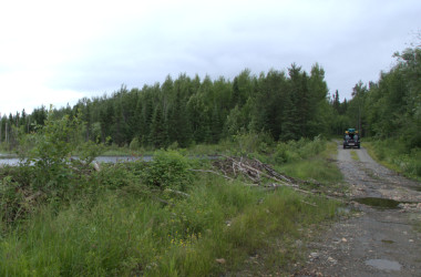 Road alongside beaver dam 