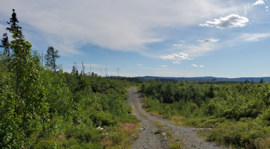 Logging road off 566 