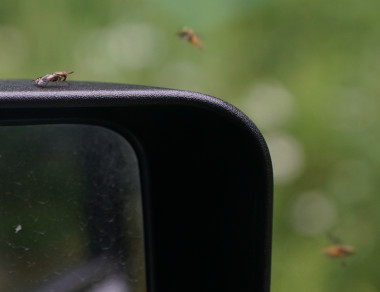 Blackflies waiting for us 