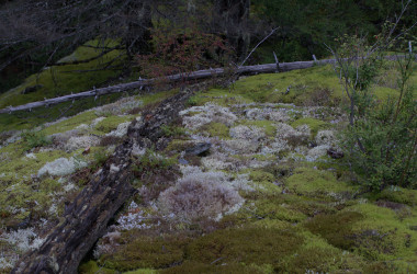 Mosses and Lichen 
