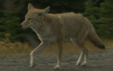 Fox in the Kananaskis