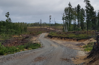 Area that was forested about five years ago