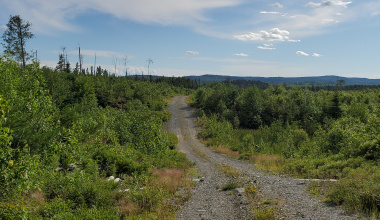 Area that was forested many years ago 