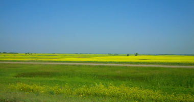 Crop swaying in the wind 